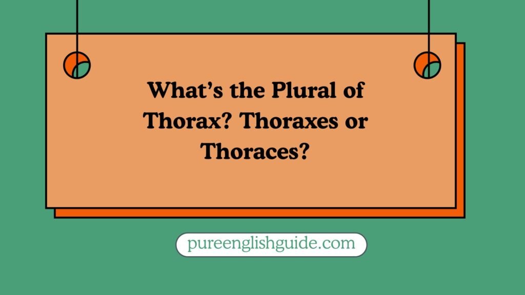 What’s the Plural of Thorax