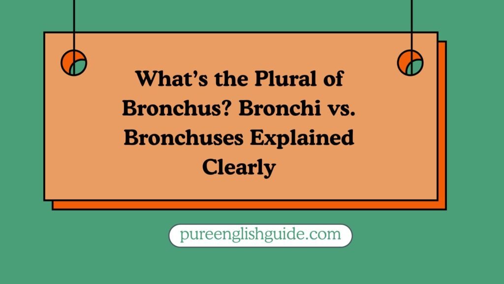 What’s the Plural of Bronchus? Bronchi vs. Bronchuses Explained Clearly